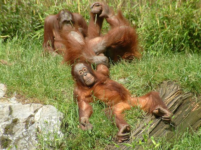 Orang-Utan Zoo Münster