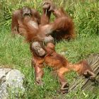 Orang-Utan Zoo Münster