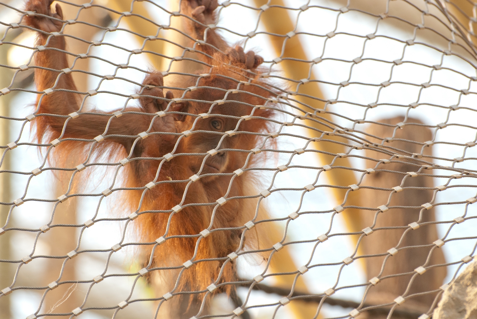 Orang-Utan Zoom erlebniswelt