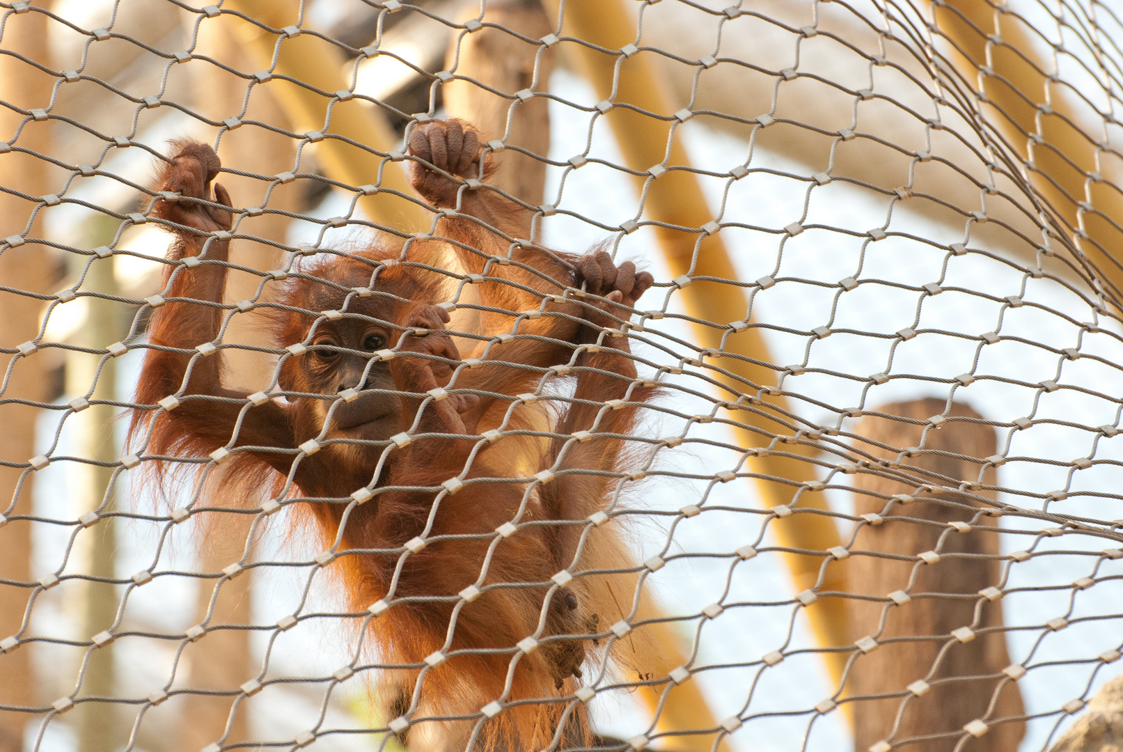 Orang-Utan Zoom erlebniswelt II