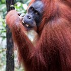 Orang Utan / Zukunft ungewiß