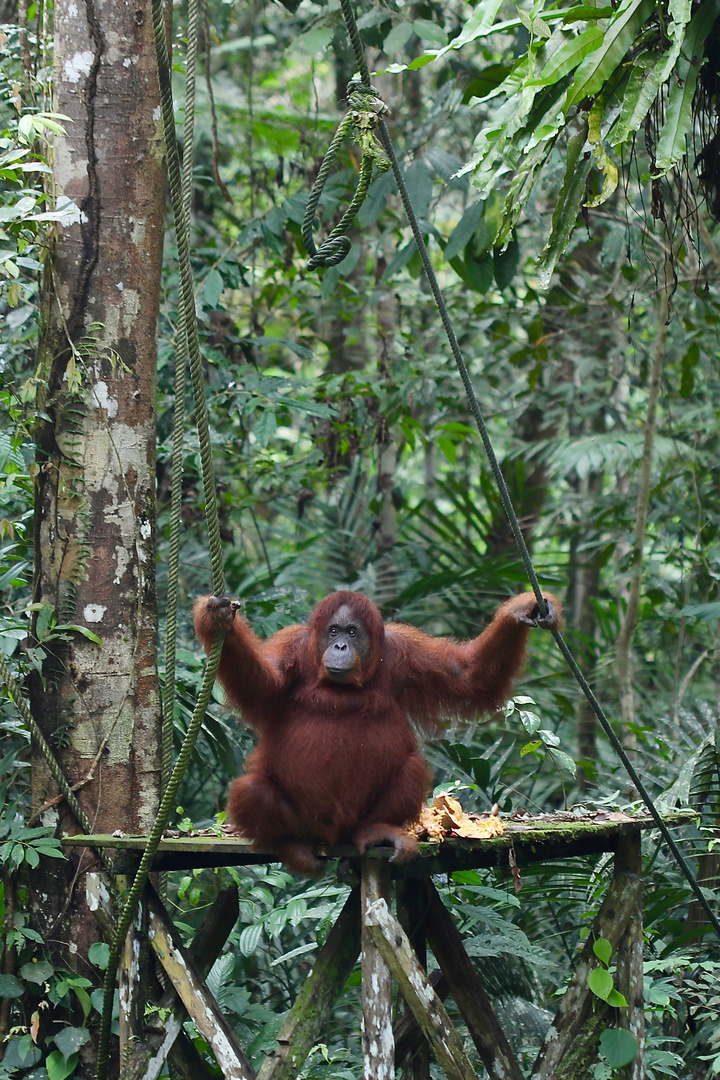 Orang Utan - zwischen den Seilen