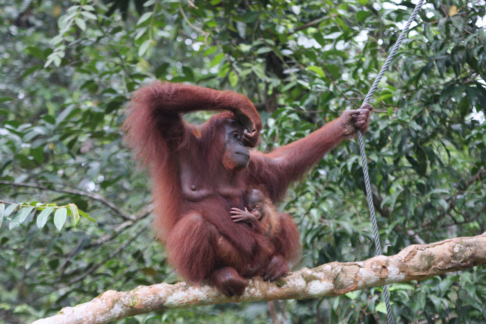 Orang Utan_1