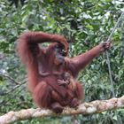 Orang Utan_1