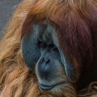 Orang-Utan1