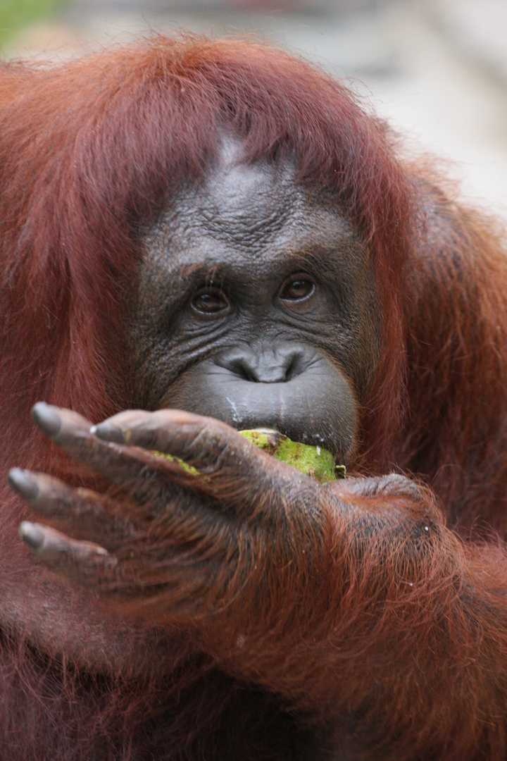 Orang Utan_10