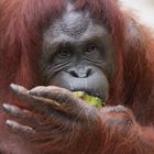 Orang Utan_10