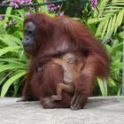 Orang Utan_11