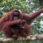 Orang Utan_2