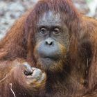 Orang Utan_2901