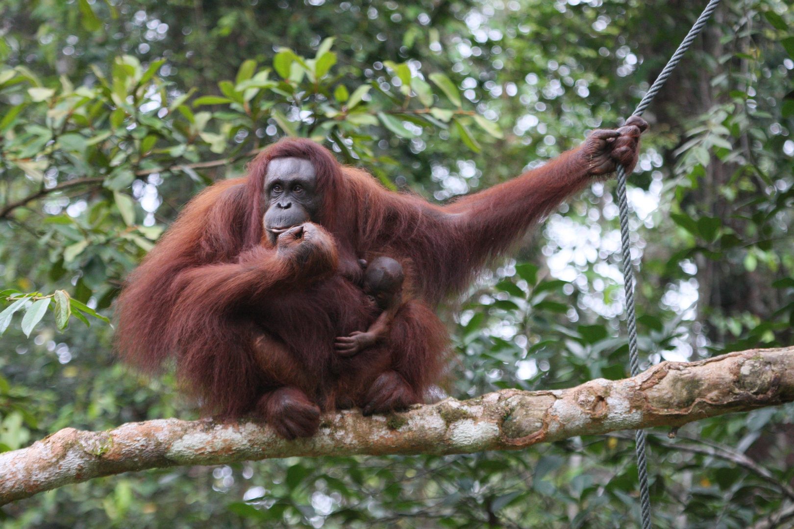 Orang Utan_3