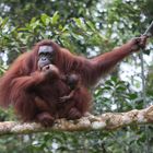 Orang Utan_3