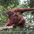 Orang Utan_4