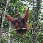 Orang Utan_5