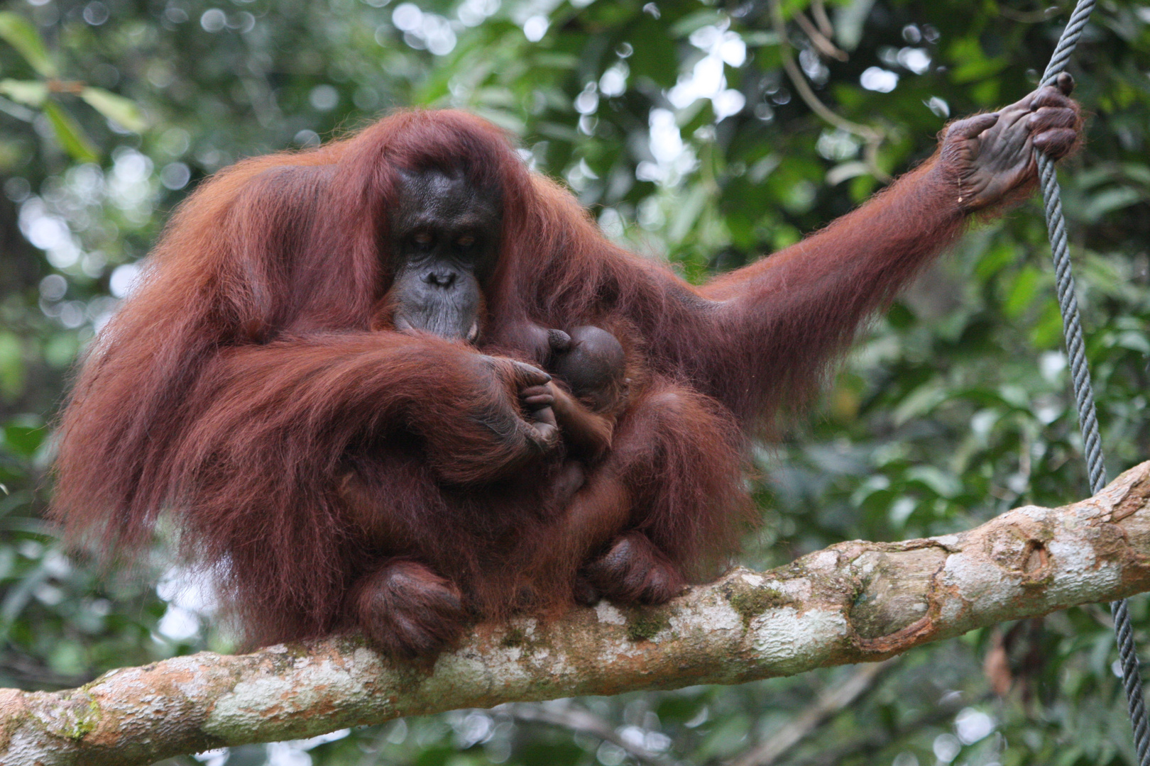 Orang Utan_6