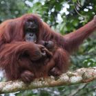 Orang Utan_6