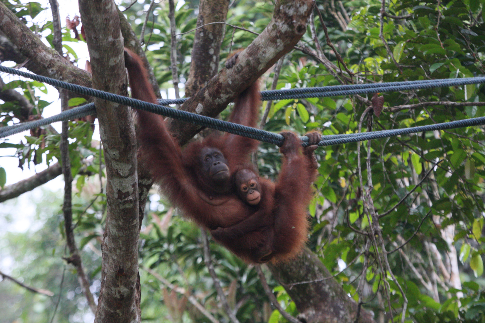 Orang Utan_7