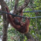 Orang Utan_7