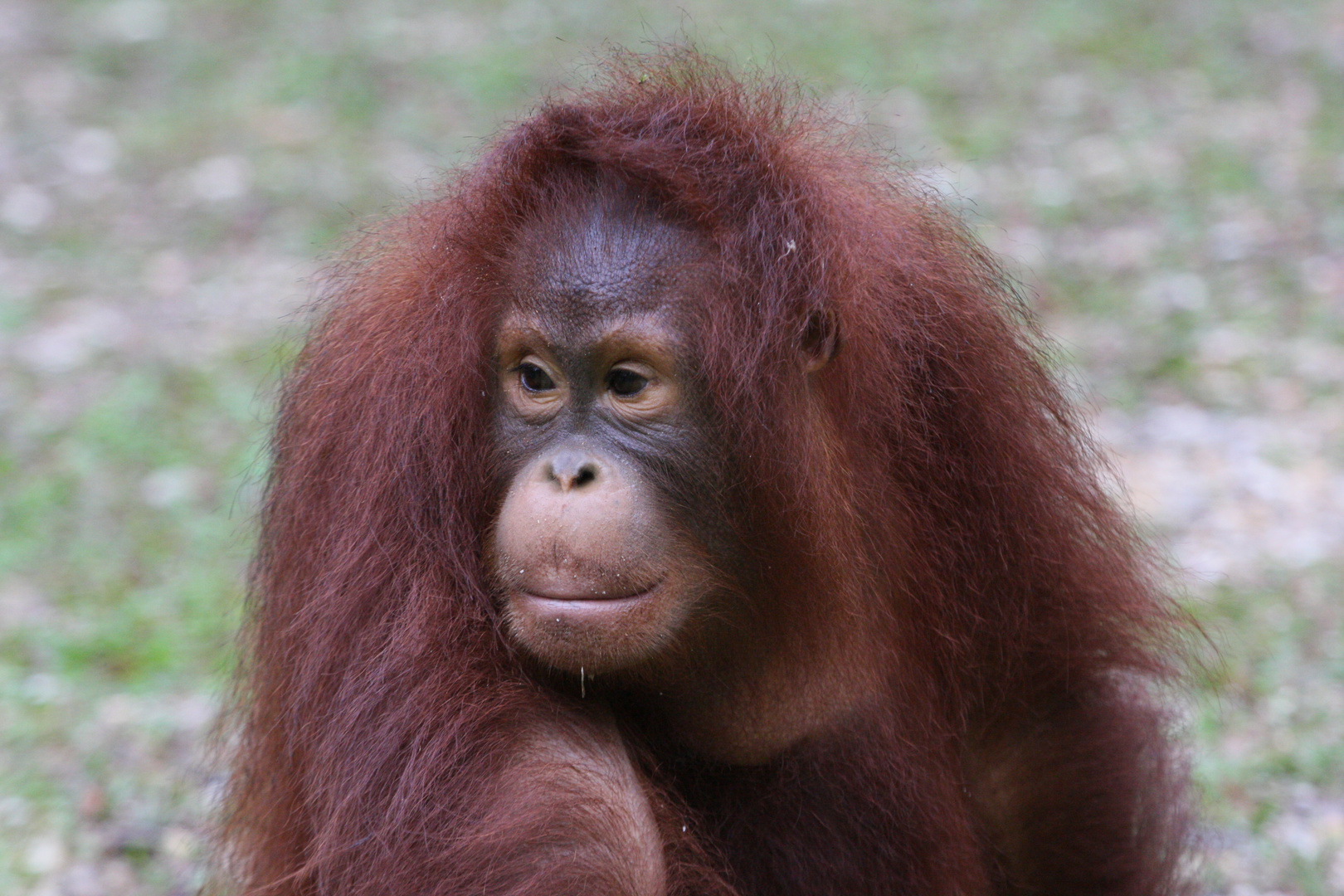 Orang Utan_9