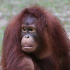 Orang Utan_9