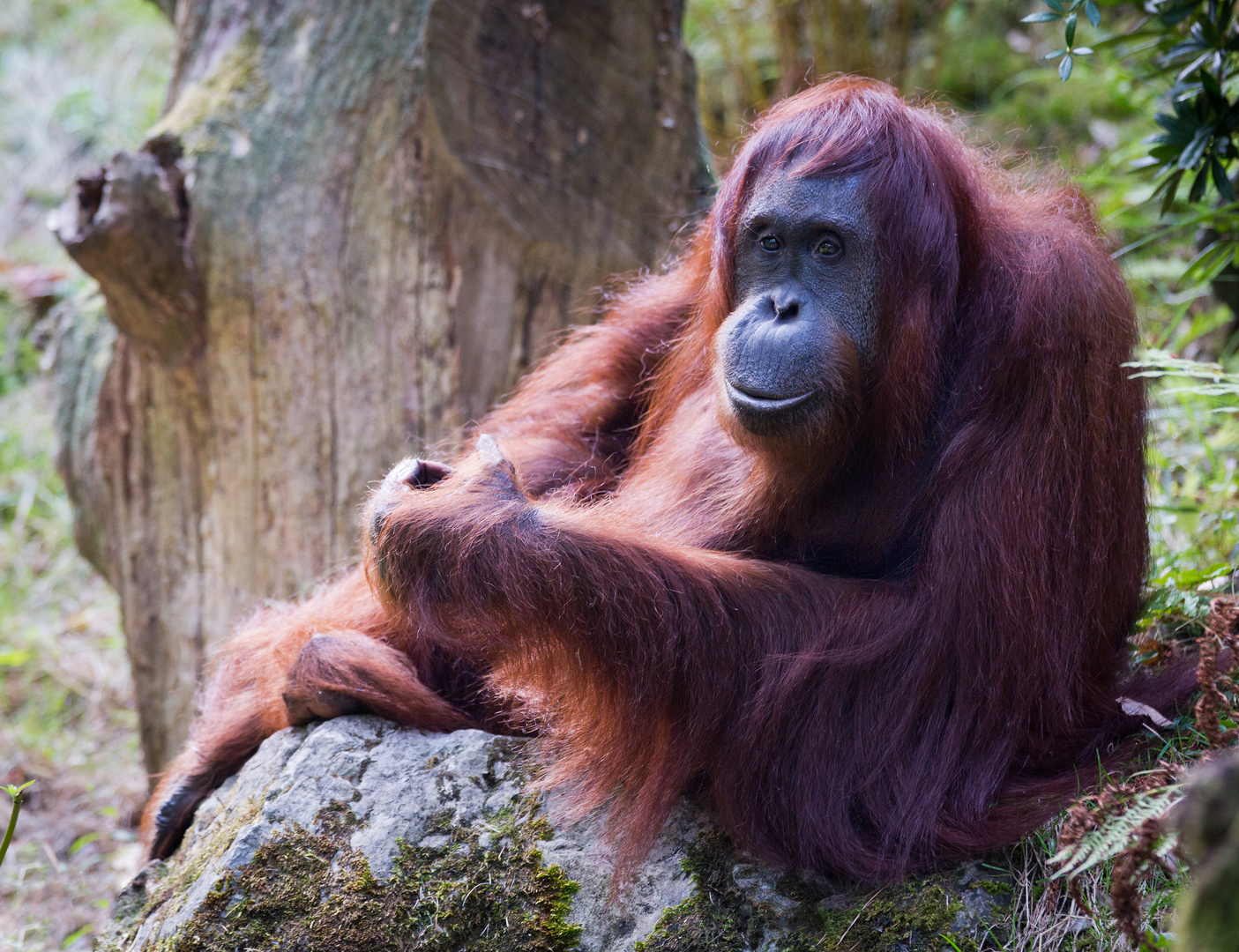 Orang Utan_9709