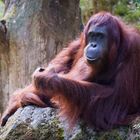 Orang Utan_9709