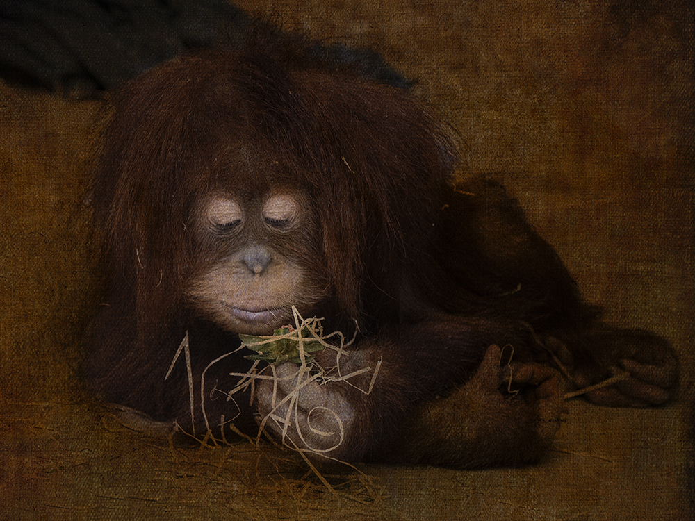 Orang-Utan_Baby