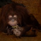 Orang-Utan_Baby