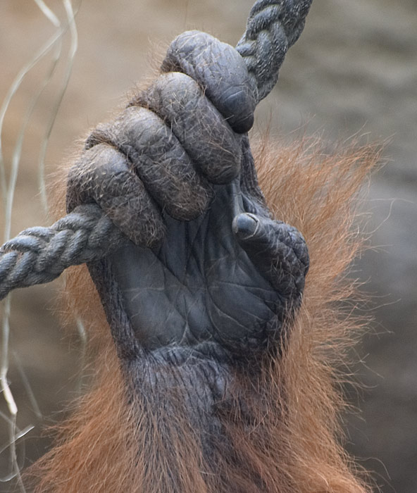 Orang-Utan_Bildausschnitt