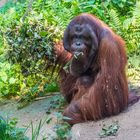 Orang-Utan_D4A2860