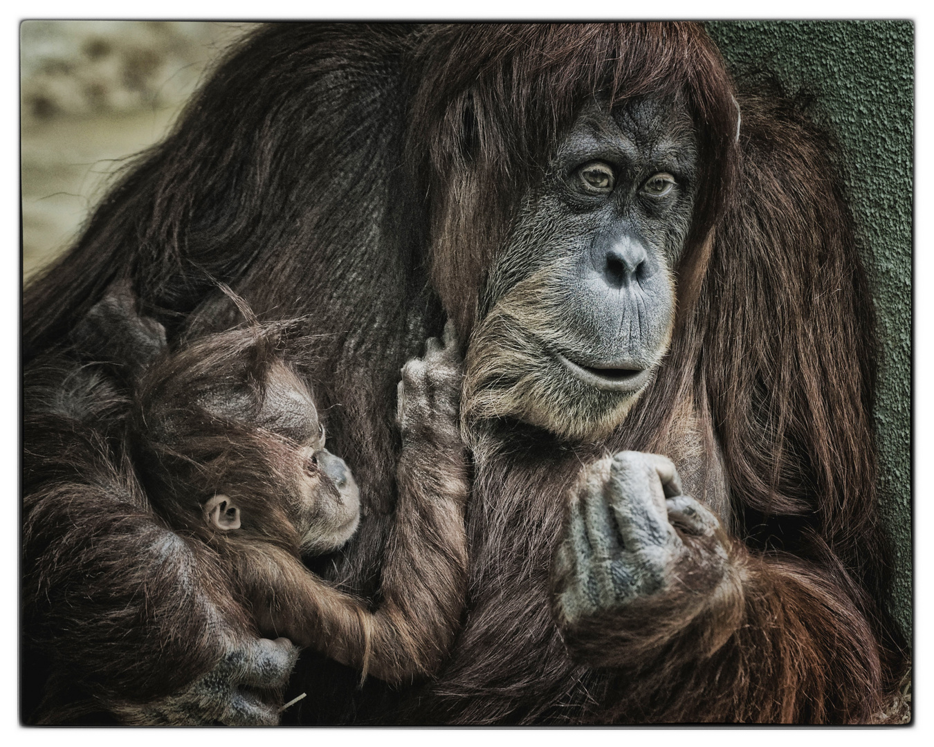 Orang Utang Baby Ronda im Arm seiner Mutter