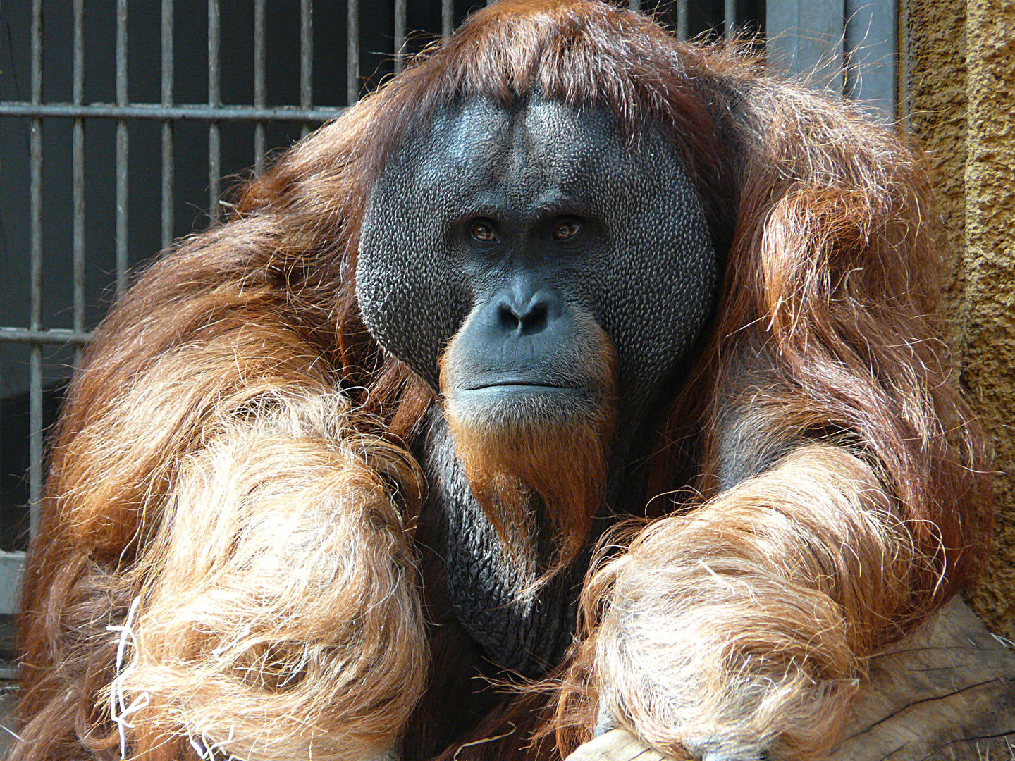 Orang Utang Patriarch