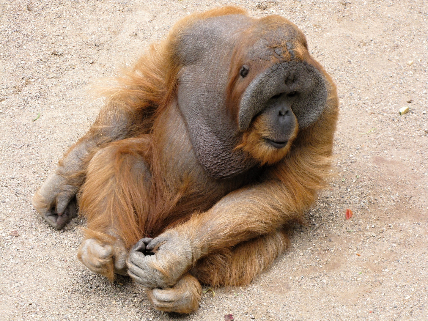 Orang Utang Tuan imHamburger Tierpark