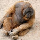 Orang Utang Tuan imHamburger Tierpark