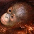 Orang utan/Menschenaffen