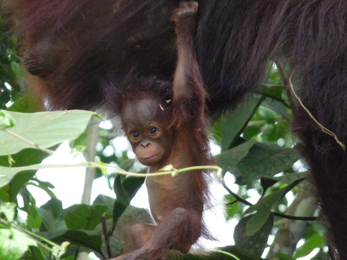 Orang-Utans