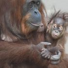  Orang-Utans