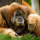 Orang-Utans