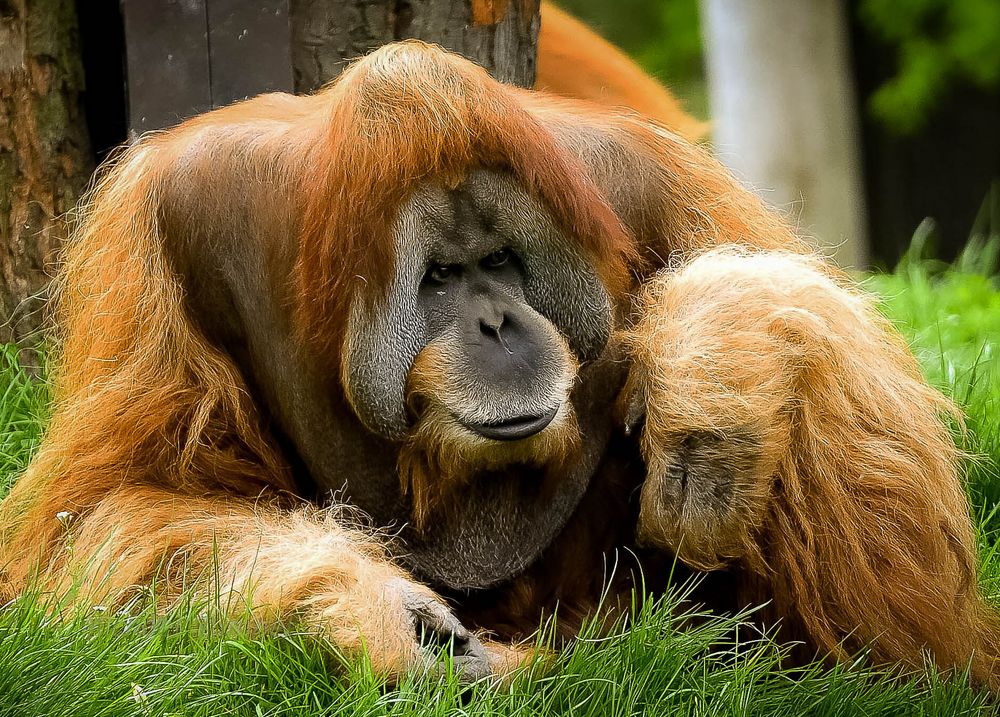 Orang-Utans