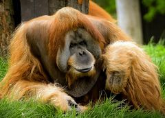 Orang-Utans