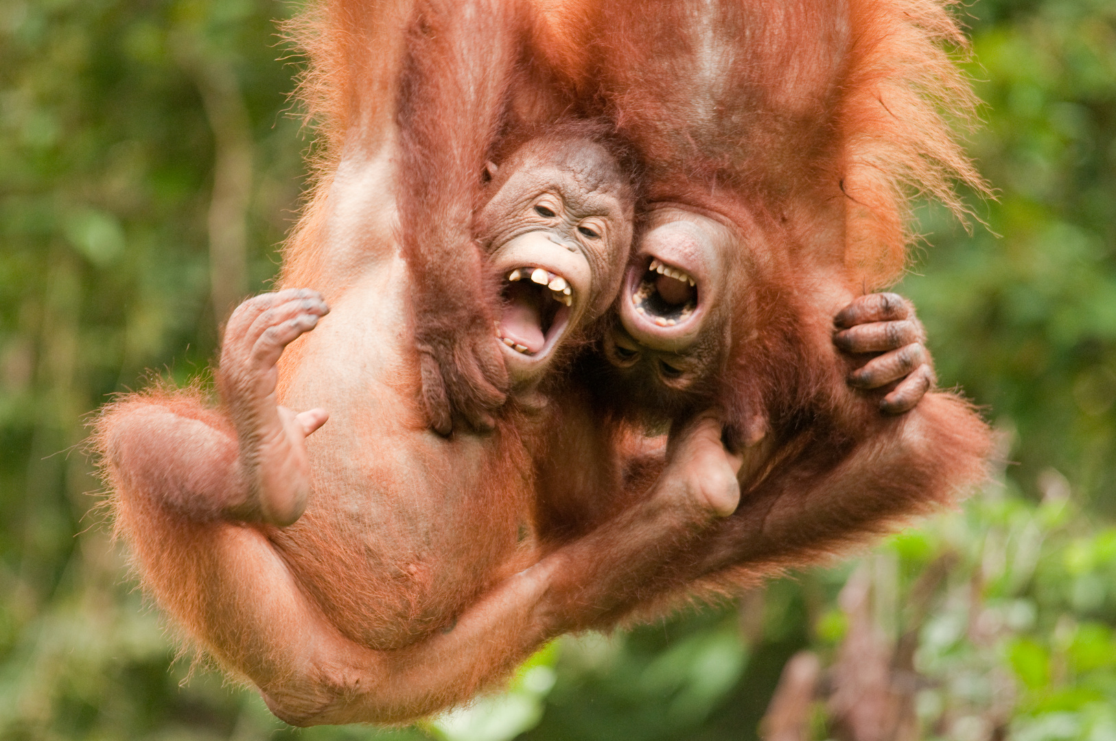 Orang Utans