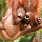 Orang Utans