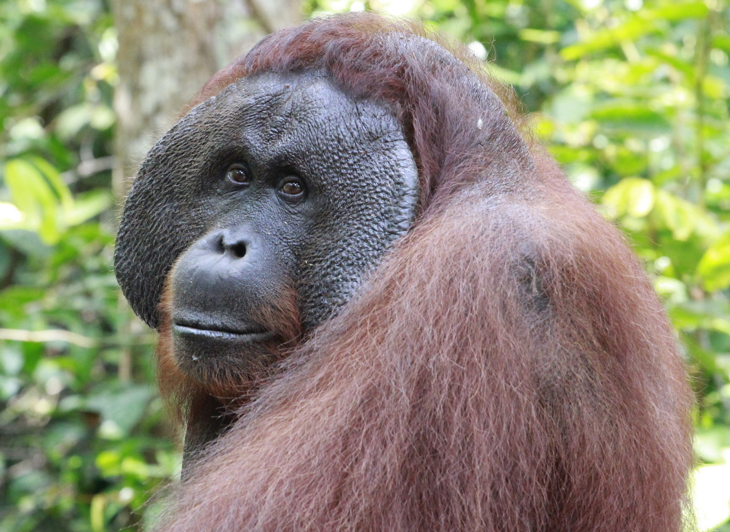 Orang utans