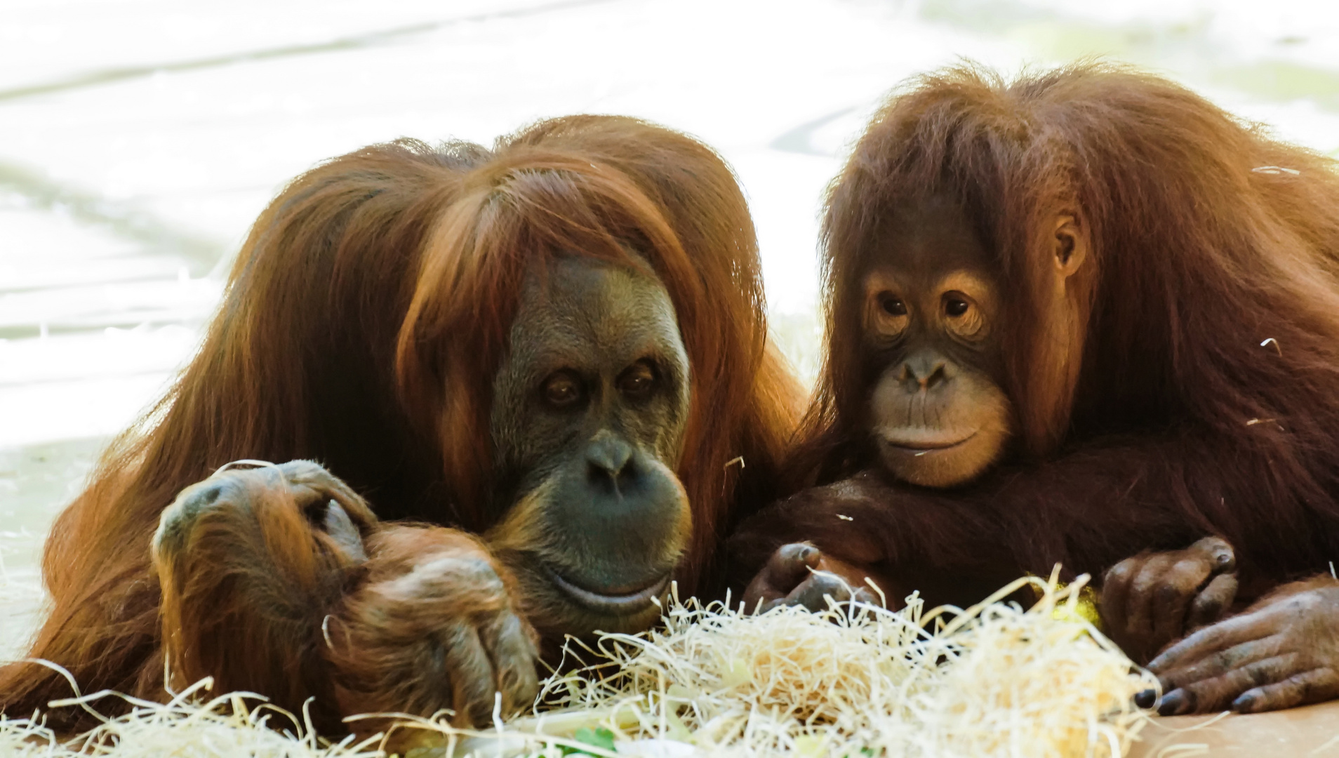 Orang-Utans 