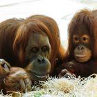 Orang-Utans 