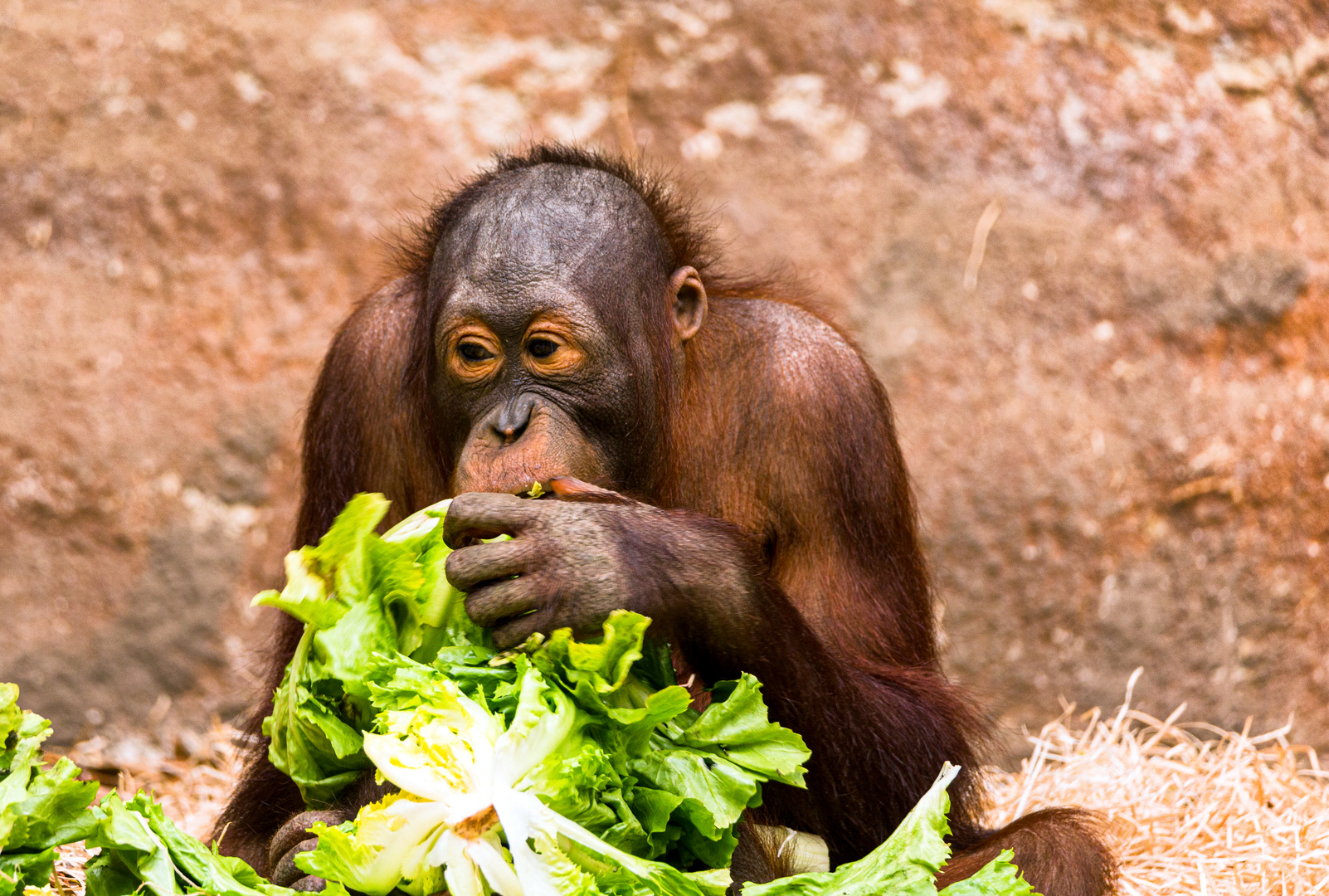 Orang-Utans