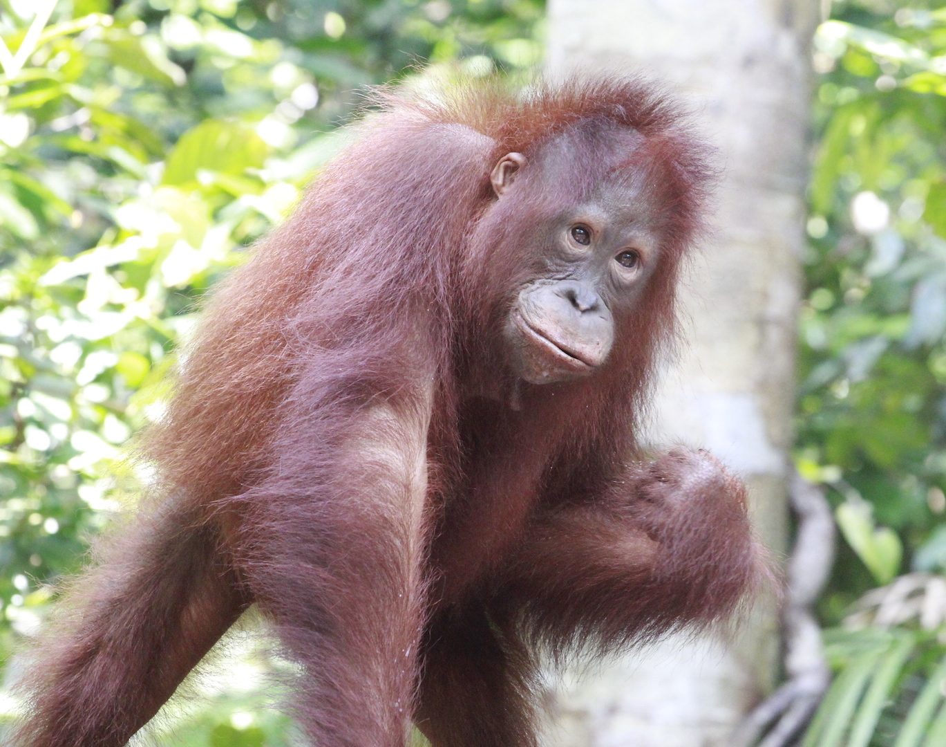 Orang utans