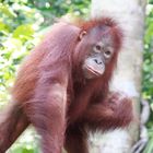 Orang utans