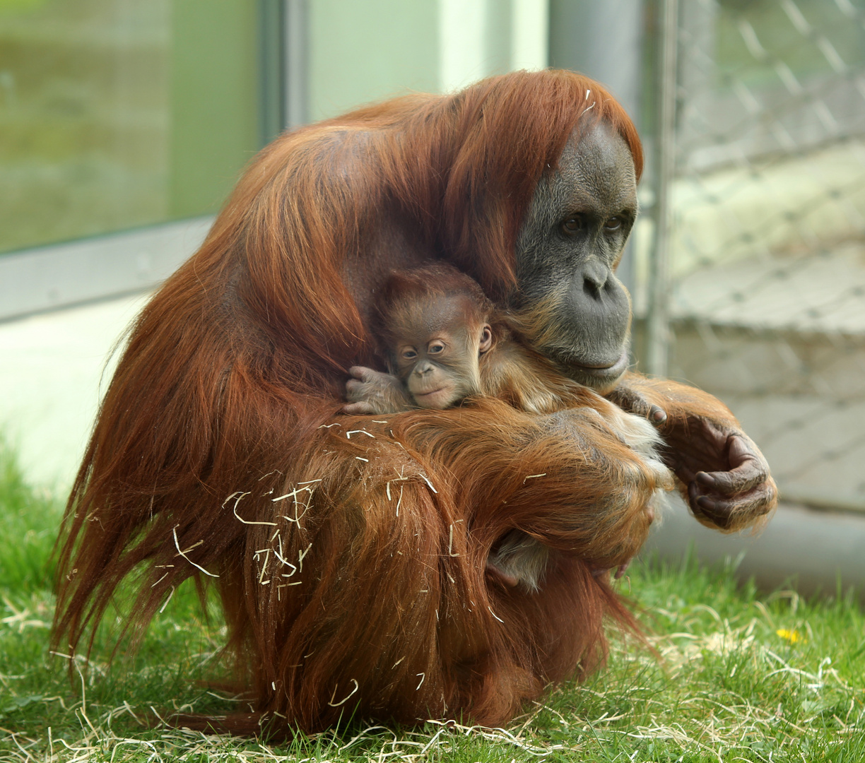 Orang Utans