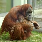 Orang Utans